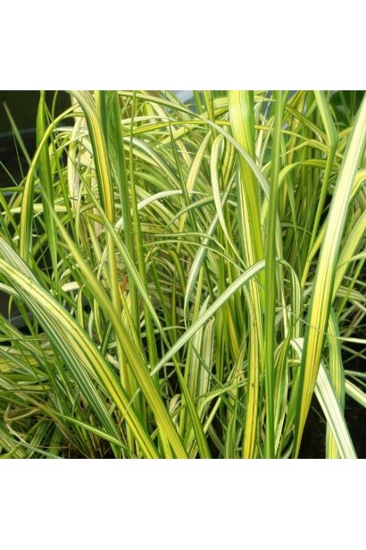 Війник гостроквітковий Інгленд 